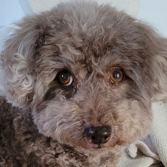 Meet your Posher, Jeannie - Picture 1 of 1